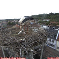 11_45-nest.jpg