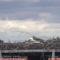 11_50-mast.jpg
