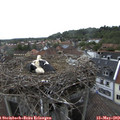 11_50-nest.jpg