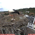 11_55-nest.jpg