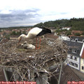 12_00-nest.jpg