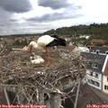 12_05-nest.jpg