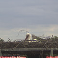 12_10-mast.jpg