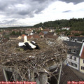 12_10-nest.jpg