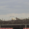 12_15-mast.jpg