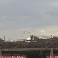 12_20-mast.jpg