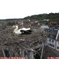 12_20-nest.jpg