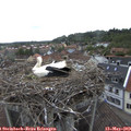 12_35-nest.jpg
