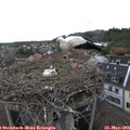 12_40-nest.jpg