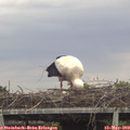 12_45-mast.jpg