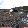 12_45-nest.jpg