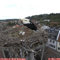 12_50-nest.jpg