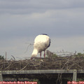 12_55-mast.jpg