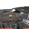 12_55-nest.jpg