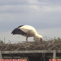 13_00-mast.jpg