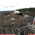 13_00-nest.jpg