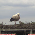 13_05-mast.jpg