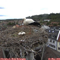 13_05-nest.jpg