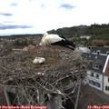 13_10-nest.jpg