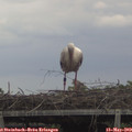 13_15-mast.jpg