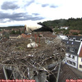 13_15-nest.jpg