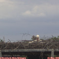 13_20-mast.jpg