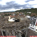 13_20-nest.jpg