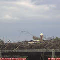 13_25-mast.jpg