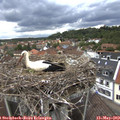 13_25-nest.jpg