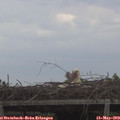 13_30-mast.jpg