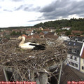 13_30-nest.jpg