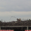 13_40-mast.jpg