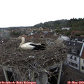 13_40-nest.jpg