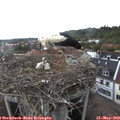 13_45-nest.jpg