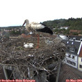 13_50-nest.jpg