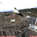13_55-nest.jpg