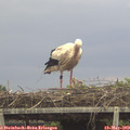 14_00-mast.jpg