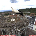 14_00-nest.jpg