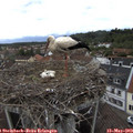 14_05-nest.jpg