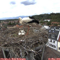 14_10-nest.jpg