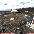 14_15-nest.jpg