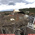 14_30-nest.jpg