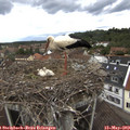 14_35-nest.jpg