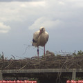 14_40-mast.jpg