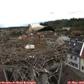 14_40-nest.jpg