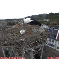 14_45-nest.jpg