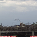 14_50-mast.jpg