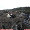 14_50-nest.jpg