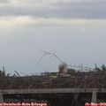 14_55-mast.jpg