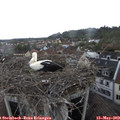 14_55-nest.jpg